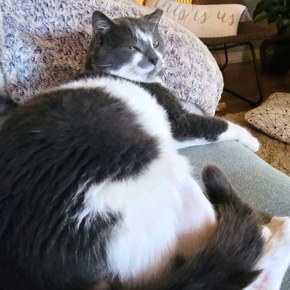 Francisco the cat